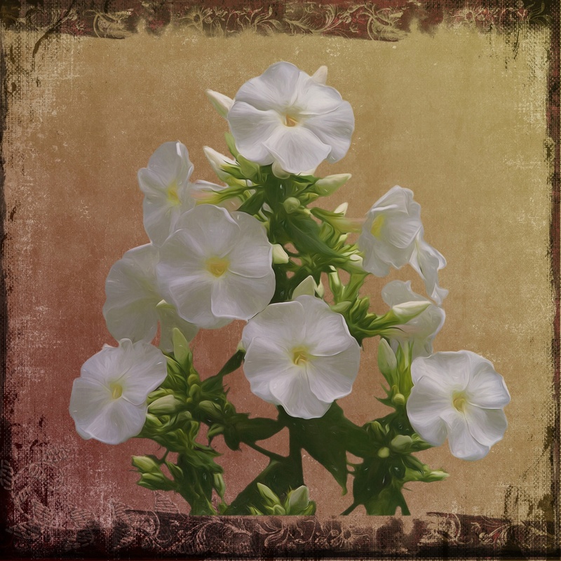 nature, artwork, flower head, white flowers, high angle view, close-up, digital art, flower, fragility, day, freshness, canvas, flowering plant, growth