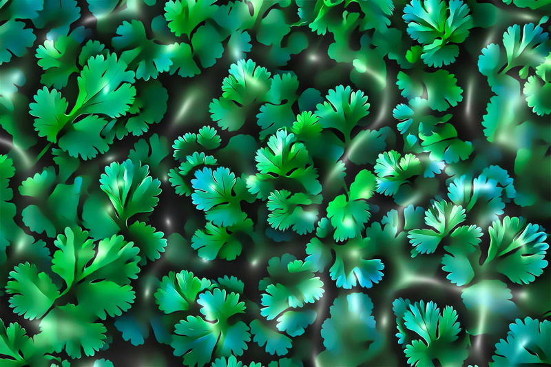 nature, artwork, garden, digital art, herb, painting, 4K, plants, food, cilantro, illustration, leaves, still life