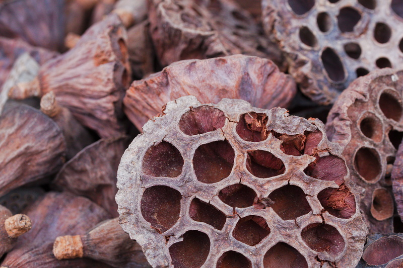 dried food, design, plant, gourmet, focus on foreground, stack, backgrounds, science, food, dry, 5K, nature, day, textured, pattern, wood, food and drink