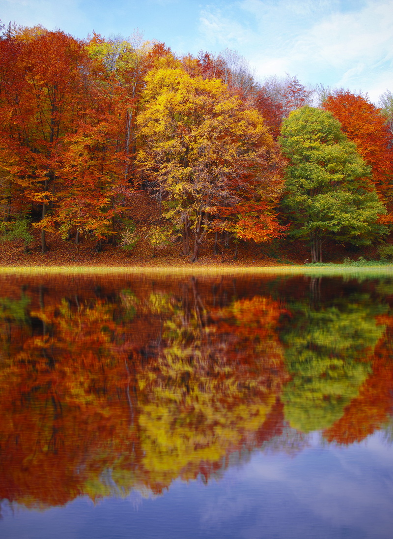 plant, lake, tranquility, fall, artwork, vibrant, beautiful, 4K, autumn collection, environment, scenics - nature, painting, water, scenic, sky, change