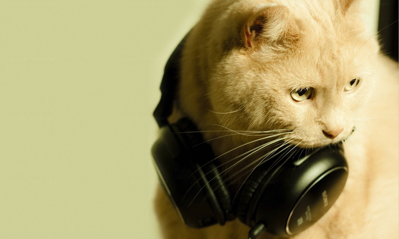 art, hd, animals, Music, cats, x, 1080P, earphones