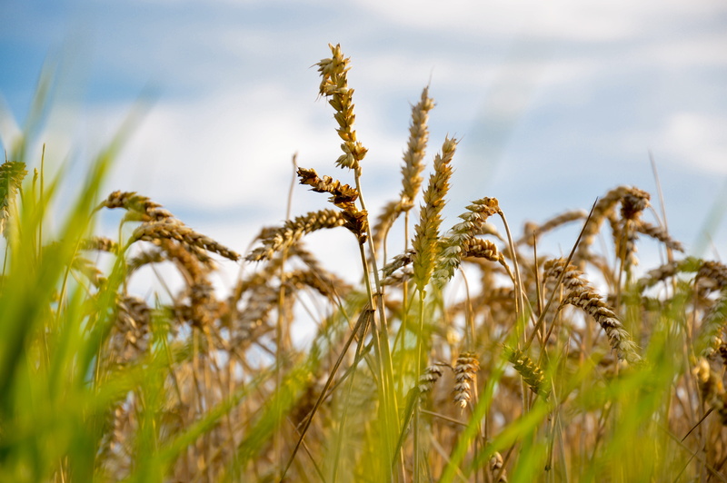 food, landscape, plants, grain, field, land, crop, wheat field, environment, grass, beauty in nature, nature, sky, cereal plant, rural scene, farm, food and drink