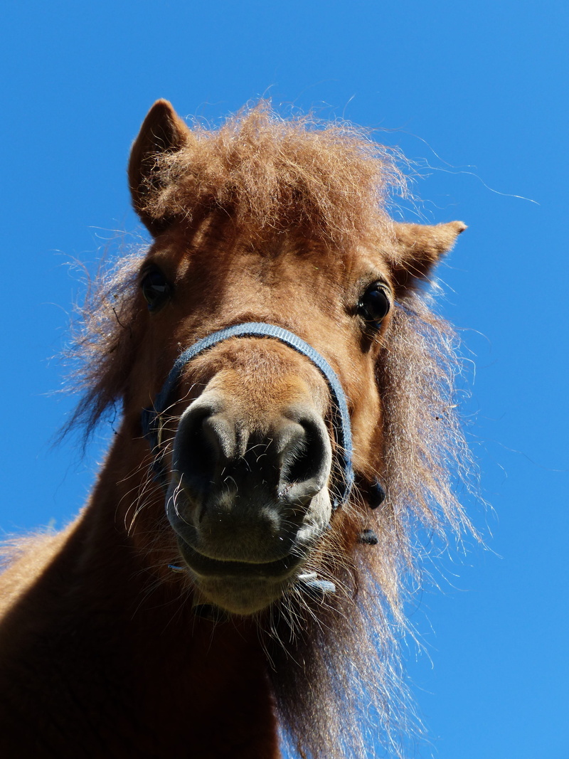 animal body part, mane, animal themes, Shetland Pony, fur, sweet, looking at camera, animal nose, Head, blue, mammal, animals And Pets, 4K, nature, outdoors