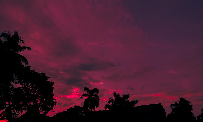 no people, nature, pink color, tropical climate, purple, palm tree, beauty in nature, tree, dhaka division, scenics - nature, plant, silhouette, tranquility