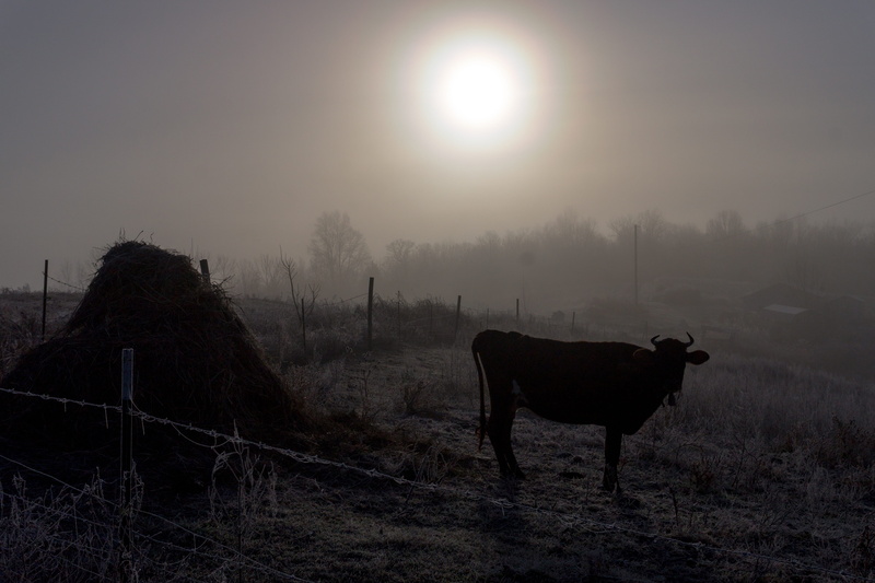 domestic, sun, 5K, winter, farmland, calm, pets, landscape, dawn, horizontal plane, animal themes, fog, morning, no people, backlit, cattle, scenic, nature
