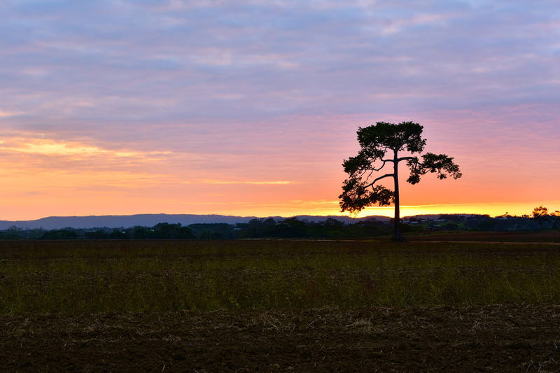 tranquil scene, no people, nature, growth, grass, horizontal plane, 5K, cloud - sky, tree, idyllic, colors, beauty in nature, scenics - nature, panoramic