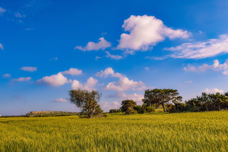 outdoors, no people, sky, agriculture, environment, tree, clouds, farm, landscape, tranquil scene, field, plantation, countryside, nature, 5K, scenics - nature