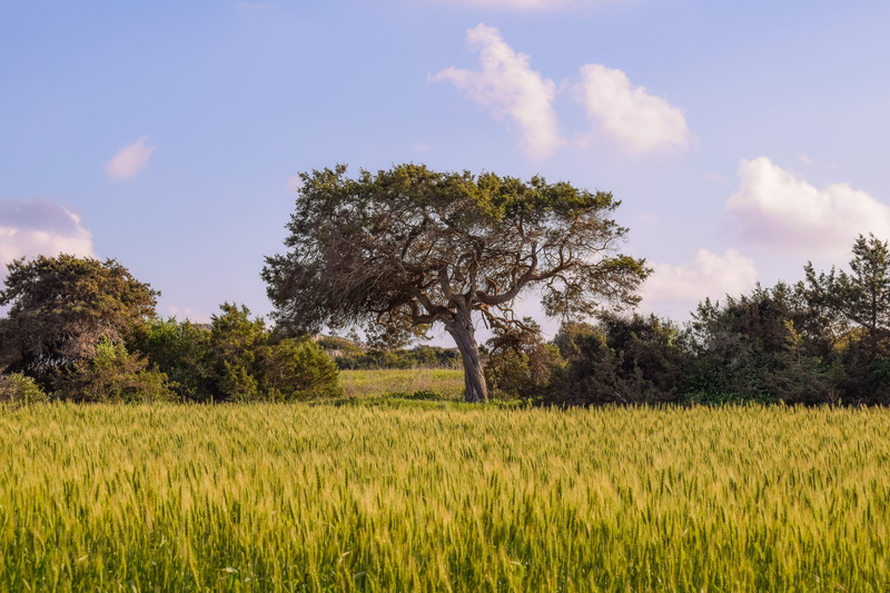 environment, non-urban scene, cyprus, field, growth, no people, land, cavo greko, rural scene, sky, horizontal plane, tree, plant, tranquility, scenics - nature