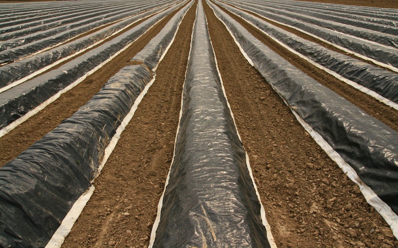 no people, industry, nature, fields, full frame, growth, rail transportation, parallel, arable, field order, nutrition, food, agriculture, plane, 4K, in a row
