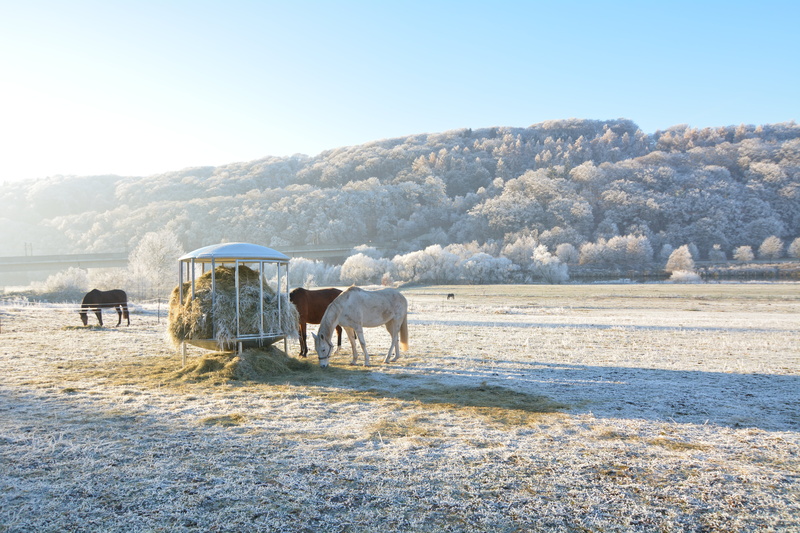 animal wildlife, trees, woods, landscape, sunlight, nature, agriculture, animal, horizontal plane, pets, animal themes, vertebrate, grass, horse, forest