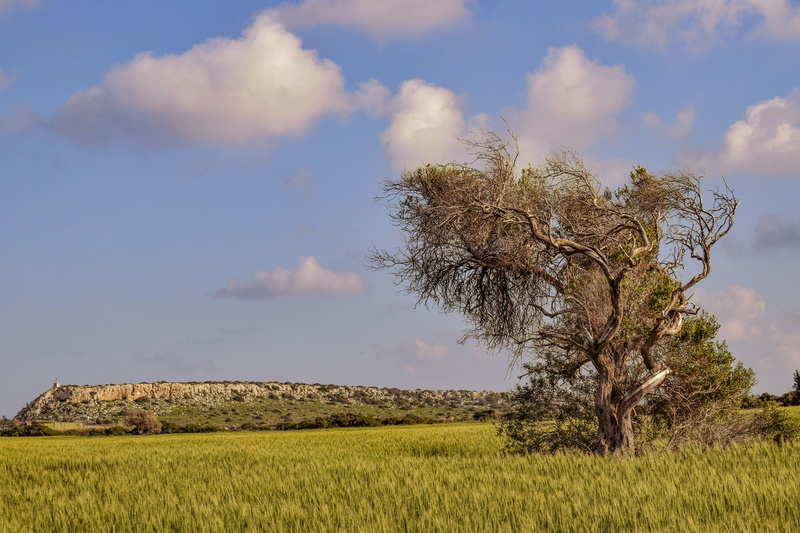 5K, scenics - nature, rural scene, land, outdoors, cavo greko, hayfield, field, rural, tranquility, nature, tree, cyprus, plant, no people, cloud - sky