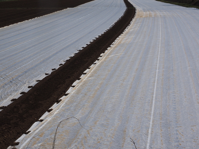 protective, arable, vegetable growing, cover, nature, water, tire track, tranquility, day, agriculture, asparagus, vegetables, asparagus cultivation, 4K
