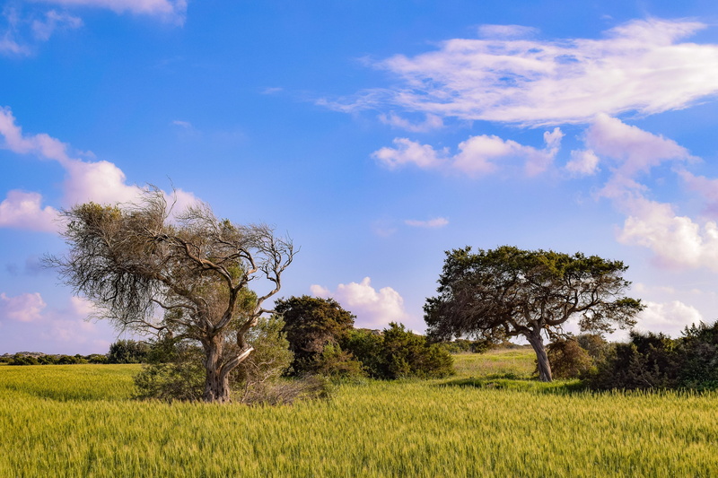 environment, day, clouds, agriculture, plant, horizontal plane, tranquility, tree, field, rural, sky, non-urban scene, outdoors, no people, green color