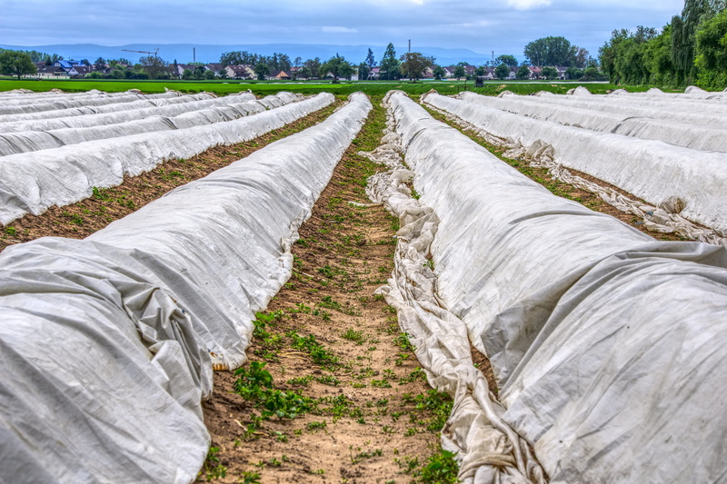 harvest, gourmet, tree, plane, land, asparagus, eat, asparagus field, tranquil scene, plant, no people, outdoors, day, 5K, sky, in a row, high dynamic range