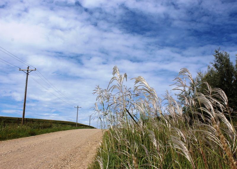 nature, rural, grass, day, land, farm, no people, tranquility, tranquil scene, power supply, transportation, summer, countryside, beauty in nature, agriculture
