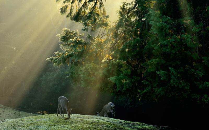 Forest, Deer, Rays, Trees, Sun, 1080P, Meadow