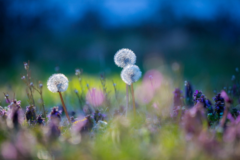 dandelion, plants, 1080P, meadow, grass, flowers