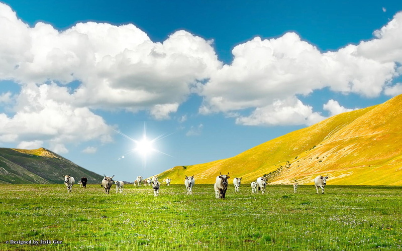 clouds, 1080P, sun, animals, cows, meadow