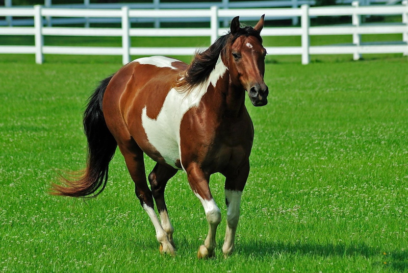 konie, 1080P, wybieg, animals, catwalk, zwierzeta, horse