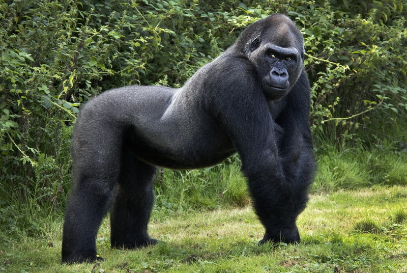 orangutan, animals, zwierzeta, malpy, 1080P, dzikie, giant