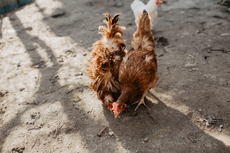 land, mammal, coop, male animal, animal, outdoors, seeds, group of animals, bird, animal themes, eating, domestic, chicken - bird, polutry, brown, hens