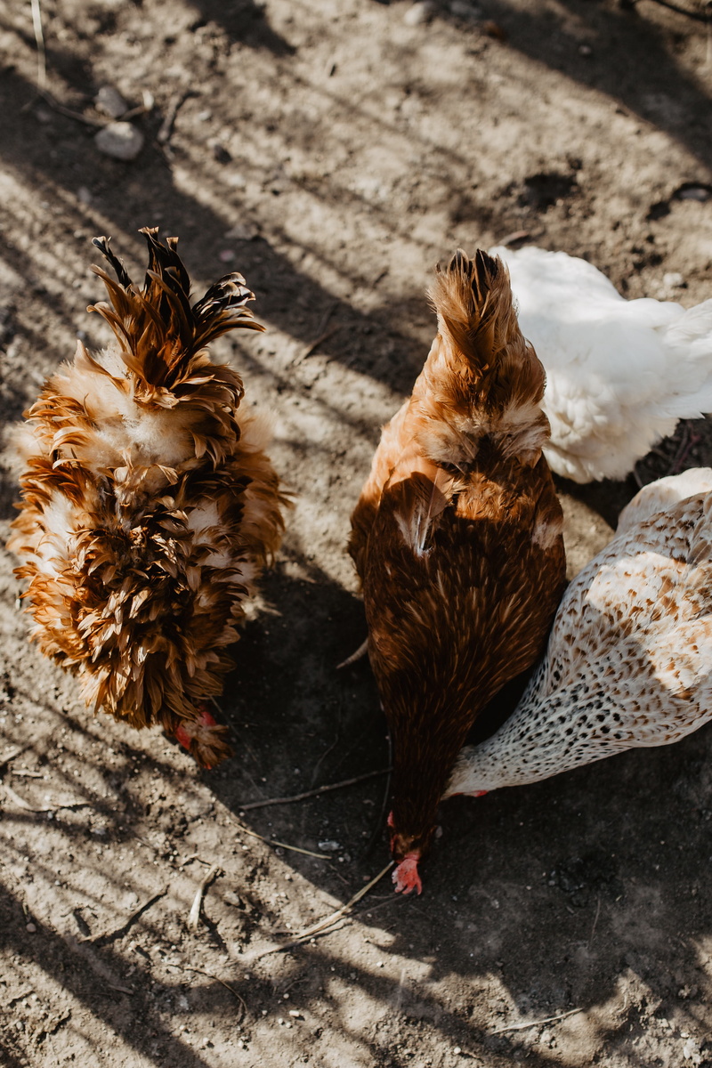 mammal, animal themes, farm, day, 4K, chickens, chicken - bird, polutry, vertebrate, eating, group of animals, nature, seeds, no people, domestic animals