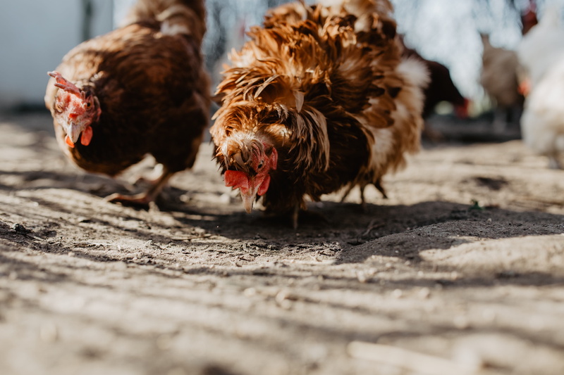domestic animals, hens, chicken - bird, chickens, pets, farm, seeds, group of animals, livestock, polutry, vertebrate, day, eating, selective focus, male animal