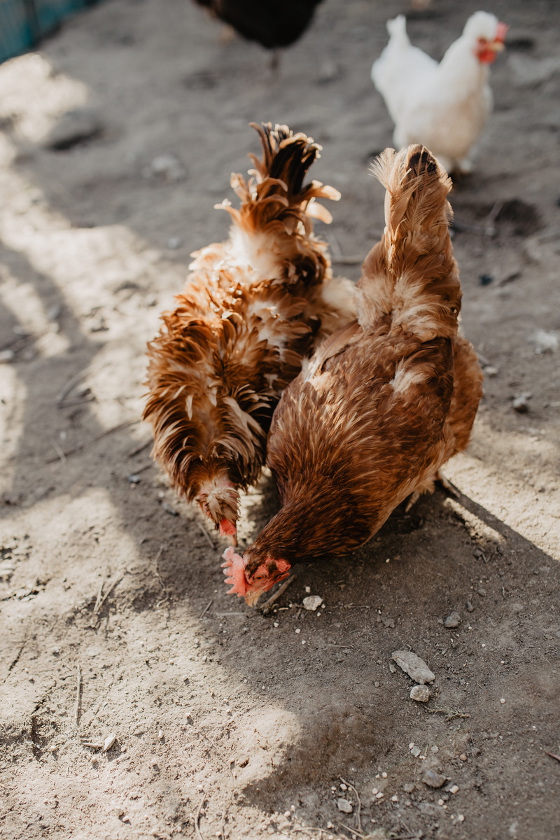livestock, animal, seeds, chickens, pets, brown, chicken, two animals, 4K, coop, hens, eating, domestic, group of animals, polutry, no people, dog, day