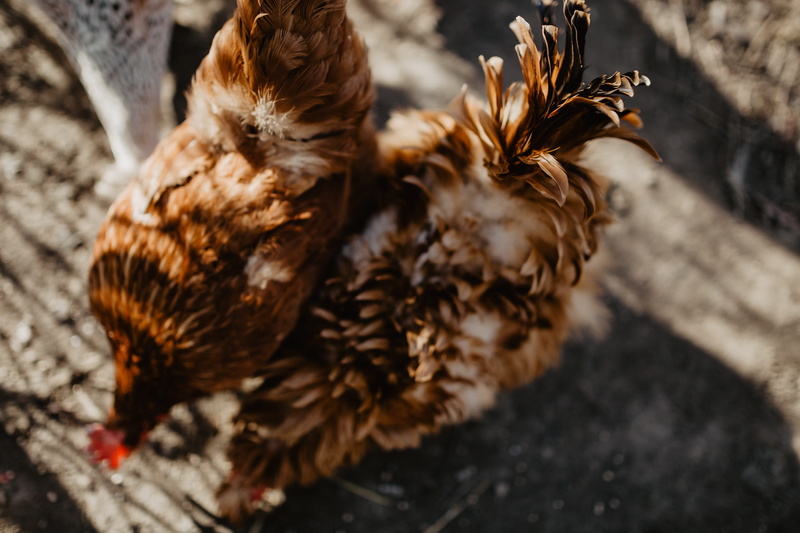 domestic animals, 4K, polutry, outdoors, vulnerability, no people, selective focus, coop, one animal, animal themes, focus on foreground, hens, farm, day