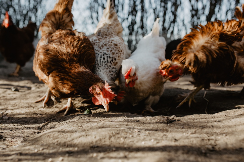 livestock, poultry, animal themes, bird, seeds, chicken - bird, 4K, herd, pets, farm, outdoors, nature, chicken, polutry, animal, chickens, no people