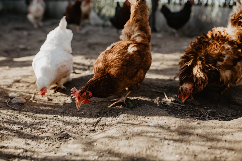 hens, selective focus, chicken, seeds, chickens, poultry, vertebrate, land, chicken - bird, polutry, pets, farm, mammal, day, livestock, hen, coop, domestic animals