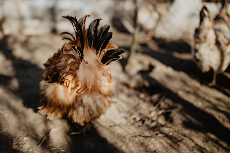 animal, vertebrate, day, livestock, pets, seeds, 4K, domestic animals, animal themes, domestic, land, outdoors, white meat, bird, chicken, one animal