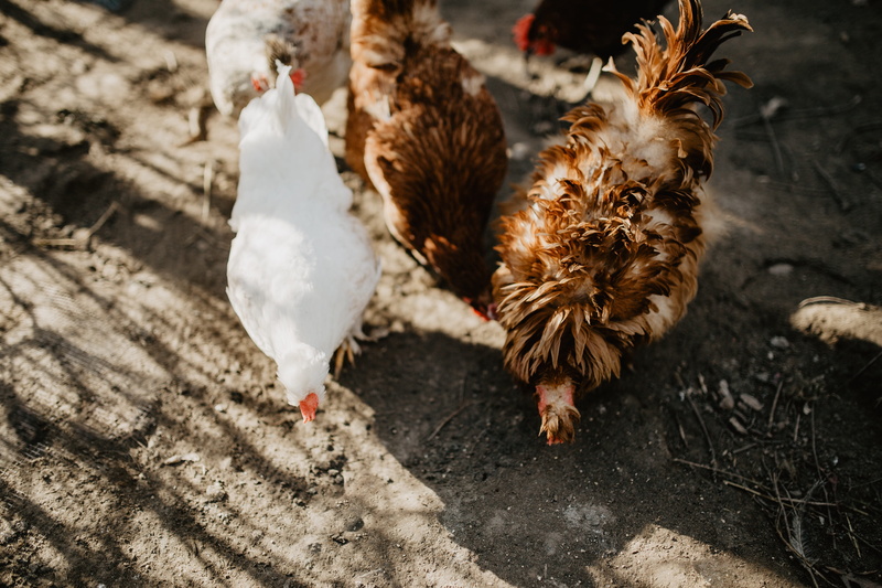 5K, male animal, pets, mammal, domestic animals, hens, agriculture, nature, eating, chicken, poultry, group of animals, animal, chickens, coop, vertebrate
