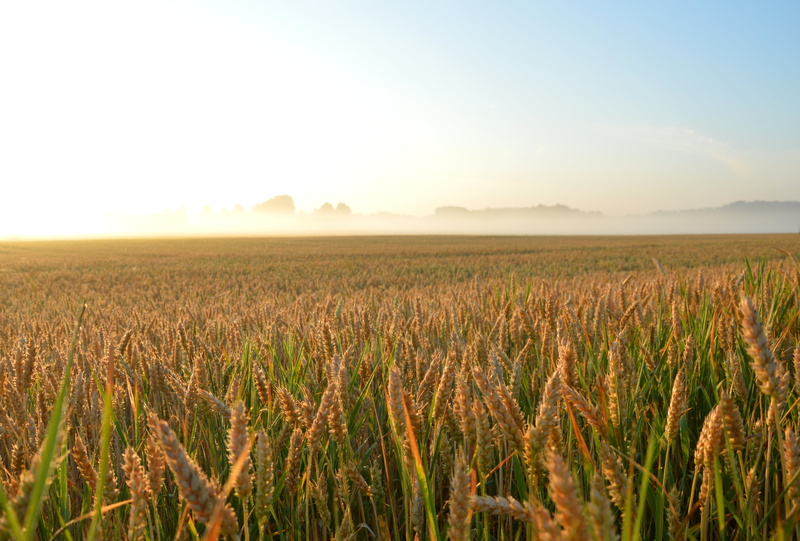 agriculture, sky, wheat, field, fog, Wheat  field, growth, yellow, field  Farm, Flakes, Wheat field, 5K, Latvija, cereal Plant, outdoors, daba, Latvia