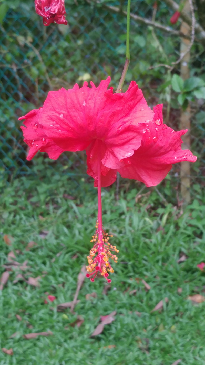 vulnerability, fragility, outdoors, petal, flower head, growth, kota kinabalu, beauty in nature, plant, flowers, nature, focus on foreground, flowering plant