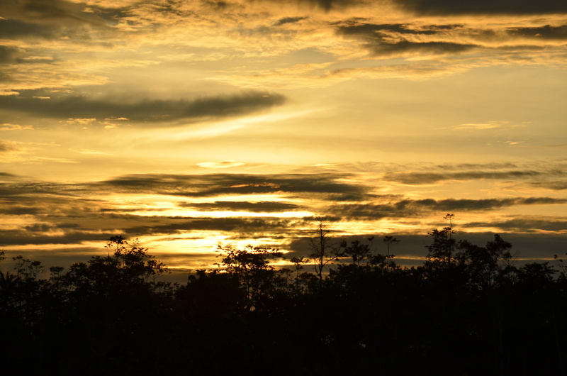 tree, 4K, growth, orange Color, outdoors, beauty in nature, tranquil, dusk, scenic, malaysia, sky, no people, sunset, cloud - Sky, idyllic, non-urban scene