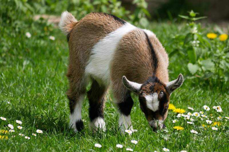 goat, animal wildlife, no people, field, 4K, eat, young animal, outdoors, mammal, herbivorous, pet, livestock, playful, spring, young goat, domestic animals