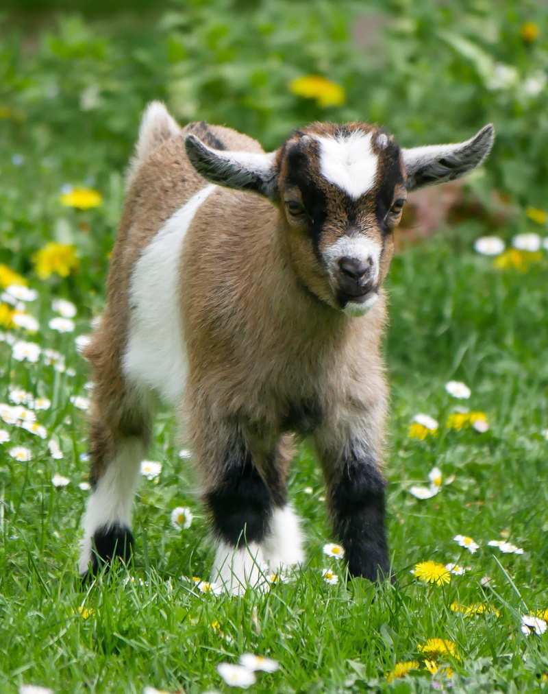 mammal, geese flower, grass, farm, small goat, playful, domestic animals, outdoors, portrait, land, spring, animal themes, livestock, hunger, kid, field