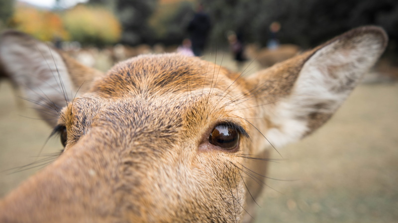 livestock, photograph, herbivorous, domestic, nara, antelope, dog, nara park, canine, animals in the wild, field, day, deer, mammal, vertebrate, brown