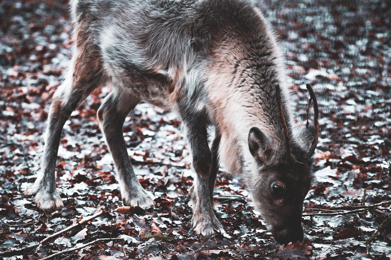 field, canine, sniffing, outdoors, pet, nature, pets, animal wildlife, rock python, reptile, no people, mountain goat, one animal, animals in the wild