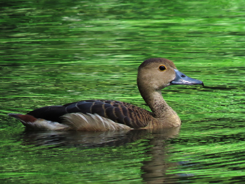 swimming Animal, 4K, Duck, animal themes, water, water Bird, pond, canada Goose, animals And Pets, beak, feather, day, wildlife, brown, lake, waterfront