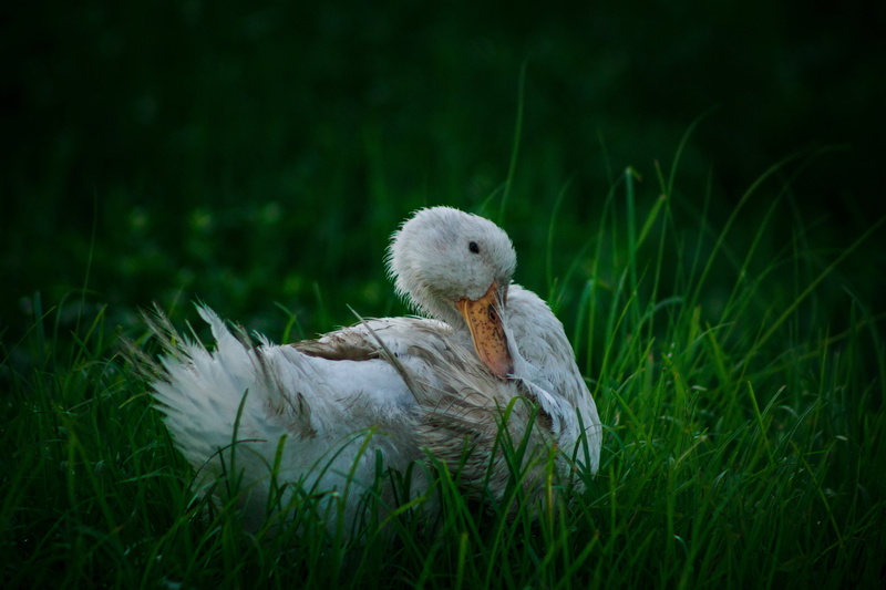 water, field, white, grass, relaxation, morning, vertebrate, green color, life, cute, one animal, duckling, 5K, pet, swimming, duck, yellow, outdoors