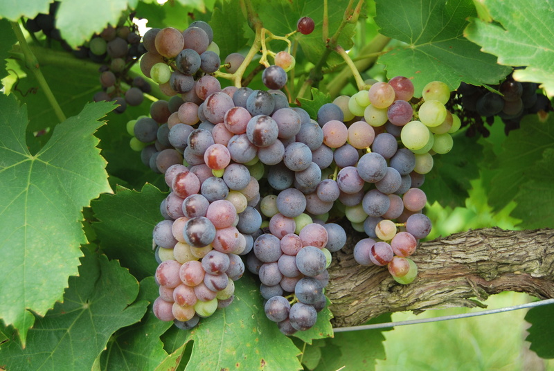 surrounded, leaf, leaves, eat, winemaking, ripe, harvest, nature, bunch, produce, freshness, grapes, wine, plantation, 4K, grape, organic, plant, agriculture