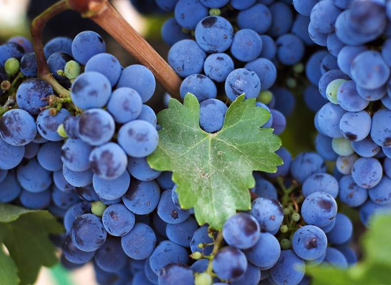 leaf, purple, vine, agriculture, berry Fruit, no People, freshness, autumn, green Color, wine, healthy Eating, winemaking, grapes, 1080P, fruits, fruit