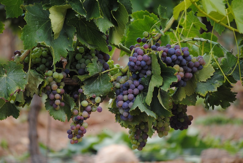 wellbeing, vines, food, leaf, rural, red, plantation, growth, healthy eating, grapes, winemaking, bunch, design, leaves, cluster, sweet, winery, nature