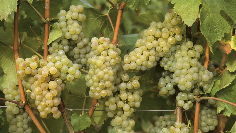 plant, summer, rural Scene, nature, freshness, green, leaf, abundance, 1080P, autumn, growth, wellbeing, day, food, grapes, wine, ripe, healthy eating