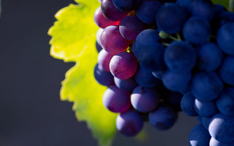 rural Scene, harvesting, red Grape, close-up, organic, fruit, 2K, brush, vineyard, abundance, large group of objects, summer, leaves, food and drink, agriculture
