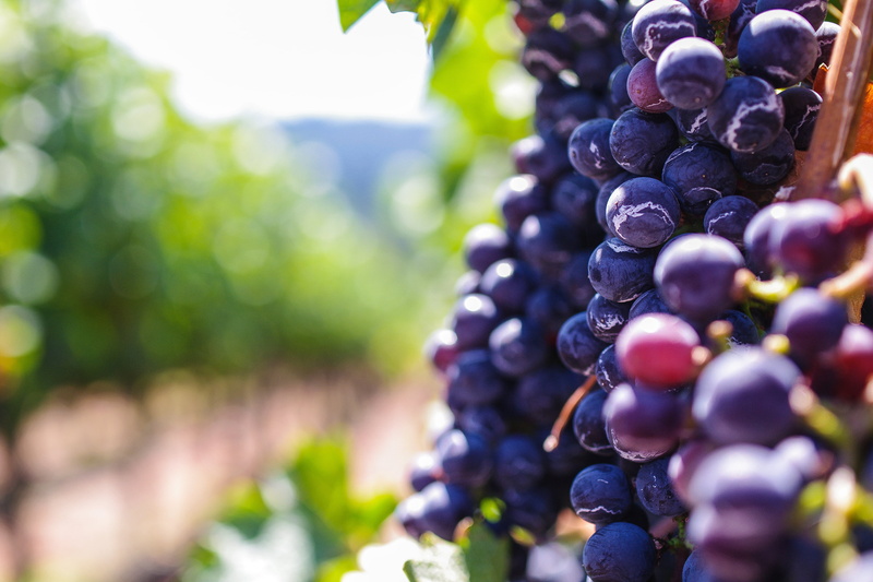 grape, winery, close-up, plant, green Color, no People, purple, sunlight, healthy Eating, summer, blue, grapes, day, freshness, red, vine, growth, branch