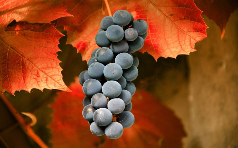 vineyard, food and drink, growth, leaf, red, green Color, plant part, crop, beauty in nature, organic, leaves, wine, berry fruit, ripe, agriculture, outdoors