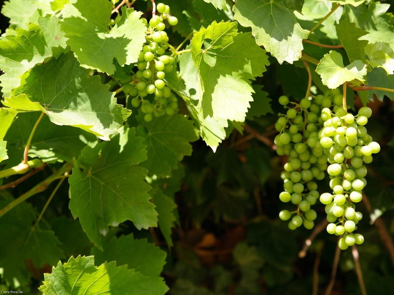 beauty in nature, leaf, green Color, industry, plant, freshness, vineyard, clusters, 720P, fruit, organic, grape Leaf, plant part, growth, field, leaves